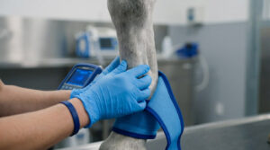 Tendinite du cheval avec inflammation des tendons fléchisseurs