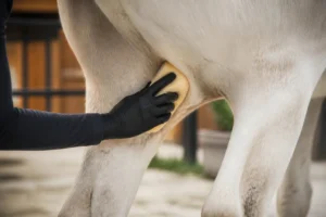 Soin doux pour un cheval