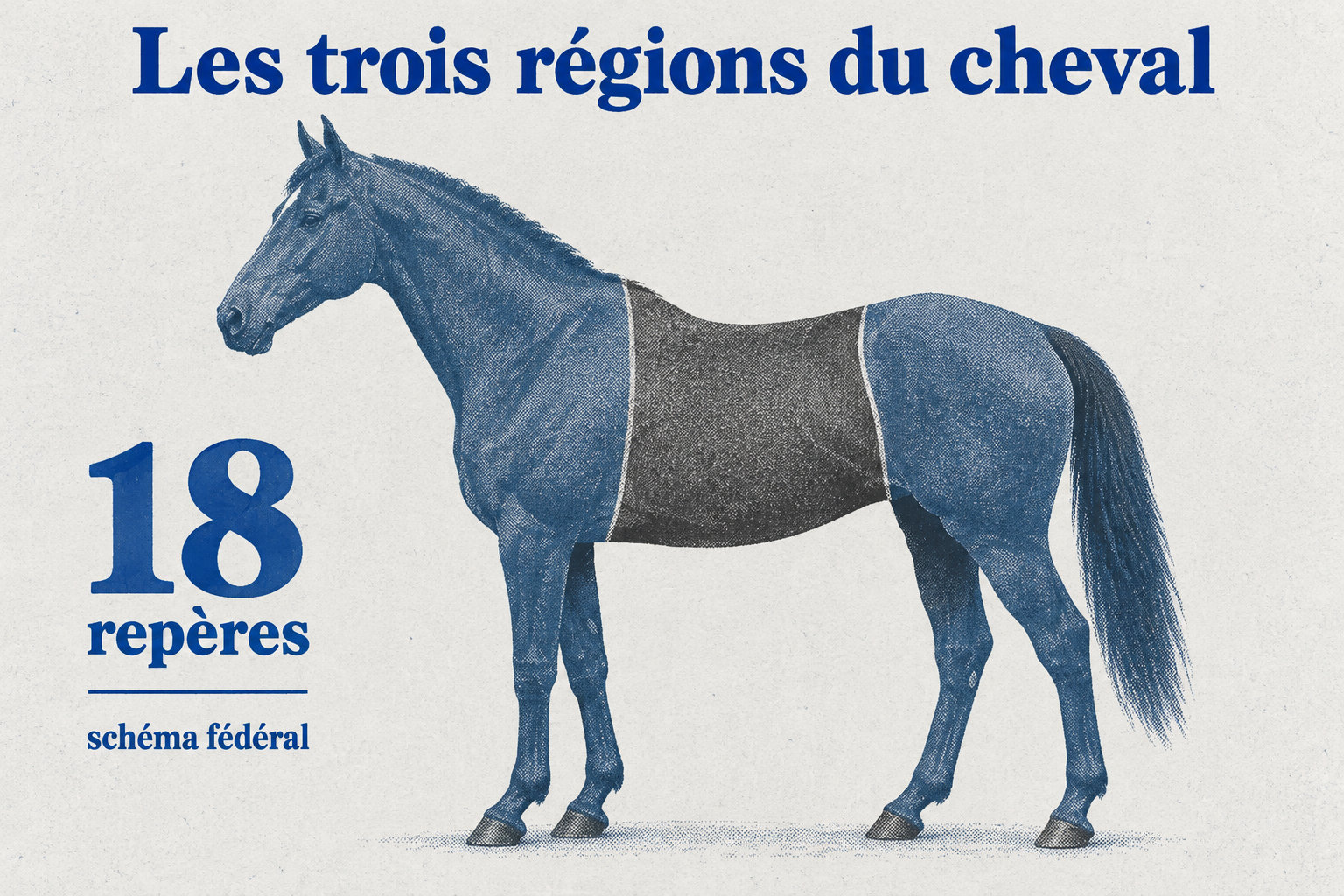 Le schéma fédéral compte 18 repères et le cheval est présenté en trois régions : avant-main, corps et arrière-main, avec le garrot visible à leur jonction.